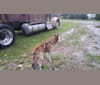 Tigger, a Siberian Husky and Labrador Retriever mix tested with EmbarkVet.com