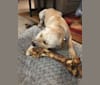 Frank, a Labrador Retriever and American Pit Bull Terrier mix tested with EmbarkVet.com