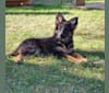 Eris, a German Shepherd Dog tested with EmbarkVet.com