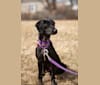 Raven, a Boykin Spaniel and Rat Terrier mix tested with EmbarkVet.com
