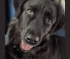 Paxton, a Labrador Retriever and Chow Chow mix tested with EmbarkVet.com