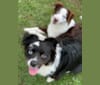 Photo of Brees, a Miniature/MAS-type Australian Shepherd, Australian Cattle Dog, and American Pit Bull Terrier mix in Baton Rouge, Louisiana, USA