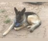 Rusty, a German Shepherd Dog tested with EmbarkVet.com