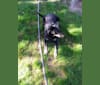 Shyllah, a German Shepherd Dog and Weimaraner mix tested with EmbarkVet.com