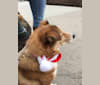 Chipper, a Shetland Sheepdog and Siberian Husky mix tested with EmbarkVet.com