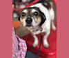 PJ, a Chihuahua and Shetland Sheepdog mix tested with EmbarkVet.com