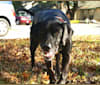 Huck, a Rhodesian Ridgeback and American Pit Bull Terrier mix tested with EmbarkVet.com