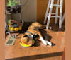 Ziggy, an American Pit Bull Terrier and Miniature Pinscher mix tested with EmbarkVet.com