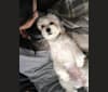 Photo of Poppy, a Cavalier King Charles Spaniel, Bichon Frise, and Poodle (Small) mix in Kansas, USA