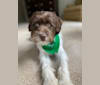 Ranger, a Poodle (Small) and Miniature Schnauzer mix tested with EmbarkVet.com
