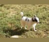 Cash, a Chihuahua tested with EmbarkVet.com