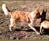 Photo of Zoe, a Siberian Husky, Border Collie, German Shepherd Dog, and Chinese Shar-Pei mix in Greeneville, Tennessee, USA
