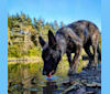 Photo of Kris, a Dutch Shepherd and German Shepherd Dog mix in Molalla, OR, USA