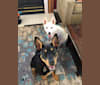 Blitzen, an Australian Cattle Dog and Doberman Pinscher mix tested with EmbarkVet.com