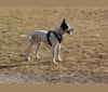 Photo of Sigmund, a Rat Terrier, Australian Cattle Dog, and Border Collie mix in Missouri, USA