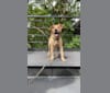 Bertie, a Hong Kong Village Dog tested with EmbarkVet.com
