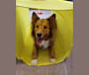 Doug, a Shetland Sheepdog and Australian Cattle Dog mix tested with EmbarkVet.com