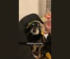 Photo of Wizard, a Poodle (Small), Chihuahua, and Pomeranian mix in Dublin, Ohio, USA