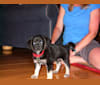Max, an American Eskimo Dog and Beagle mix tested with EmbarkVet.com