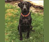 Lexi Sophia Esler, a Labrador Retriever tested with EmbarkVet.com