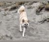 Mana Kia'i, an East Asian Village Dog tested with EmbarkVet.com