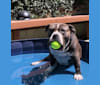 Higgins, an American Bully tested with EmbarkVet.com
