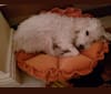 Finley, a Poodle (Small) and Labrador Retriever mix tested with EmbarkVet.com
