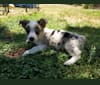 Ziggy Stardust, a Miniature/MAS-type Australian Shepherd and Pembroke Welsh Corgi mix tested with EmbarkVet.com