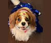 Lily, a Cavalier King Charles Spaniel tested with EmbarkVet.com
