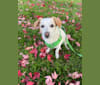 Buddy, a Chihuahua and Dachshund mix tested with EmbarkVet.com