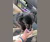 Ellie, a Pomeranian and Poodle (Small) mix tested with EmbarkVet.com