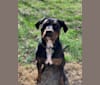 Photo of Caspian, a Rottweiler and American Pit Bull Terrier mix in Charleston, South Carolina, USA