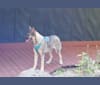 Photo of Stella, a German Shepherd Dog, Alaskan Malamute, and Irish Wolfhound mix in Evergreen, CO, USA