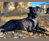 Eddie (full name: Sirius Edmond), a German Shepherd Dog and Labrador Retriever mix tested with EmbarkVet.com