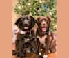 Photo of Ellie, an American Pit Bull Terrier, Golden Retriever, Labrador Retriever, and Boxer mix in Pregnant Dog Rescue, Covington Road, Griffin, GA, USA