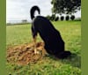 Emma, a Labrador Retriever and Australian Cattle Dog mix tested with EmbarkVet.com