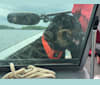 Rayson, an Australian Cattle Dog and Labrador Retriever mix tested with EmbarkVet.com