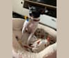 Photo of Darla, a Chihuahua, Shih Tzu, and Pomeranian mix in Stockton, California, USA