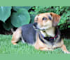 Photo of Buddy, a Beagle, Basset Hound, Pug, Boston Terrier, and Coonhound mix in Kentucky, USA