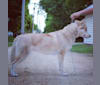 Freya, a Siberian Husky tested with EmbarkVet.com