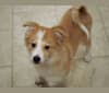 Koda, an American Eskimo Dog and Miniature/MAS-type Australian Shepherd mix tested with EmbarkVet.com