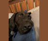 Moose, a Boykin Spaniel and Redbone Coonhound mix tested with EmbarkVet.com