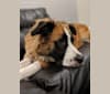 Max, a Saint Bernard and German Shepherd Dog mix tested with EmbarkVet.com