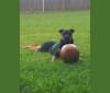 Photo of Lola, a Bulldog, Australian Cattle Dog, American Bulldog, and American Staffordshire Terrier mix in Silsbee, Texas, USA