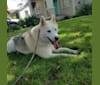 Taiga, a Siberian Husky and German Shepherd Dog mix tested with EmbarkVet.com