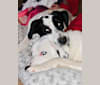 Kona, a Labrador Retriever and German Shepherd Dog mix tested with EmbarkVet.com