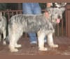 Toodles, an Alaskan Malamute and German Shepherd Dog mix tested with EmbarkVet.com