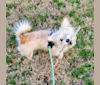 Burton "Gus" Guster, a Yorkshire Terrier and Poodle (Small) mix tested with EmbarkVet.com
