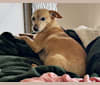 Liam, a Chihuahua and Miniature Pinscher mix tested with EmbarkVet.com