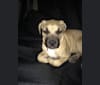 Luna, a Mastiff and Staffordshire Terrier mix tested with EmbarkVet.com